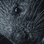 Футболка с рисунком "Porcupine" Combat Black 4