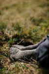 Шкарпетки Tribe Merino Hike, Оливкові 3 Шкарпетки Tribe Merino Hike, Оливкові 3