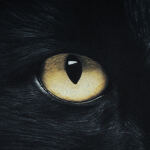 Футболка с рисунком "Кот" Combat Black 4 Футболка с рисунком "Кот" Combat Black 4
