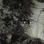 Шарф-труба StormWall Sequoia Помаранчева 6 Шарф-труба StormWall Sequoia Помаранчева 6
