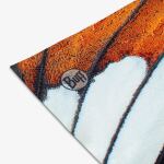 Шарф-труба дитячий Buff Coolnet UV+ Nesis Coral Pink 2 Шарф-труба дитячий Buff Coolnet UV+ Nesis Coral Pink 2
