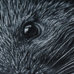 Футболка с рисунком "Porcupine" Combat Black 5