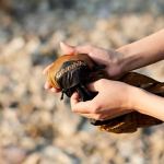 Сумка-шоппер Naturehike CNH22BB004 Brown 3