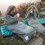 Спальник з капюшоном Naturehike M400 NH20MSD02, (1°C), лівий, зелений 3
