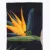 Шкарпетки "5.11 Tactical® Sock & Awe Knife Paradise" Black 4