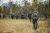 Тактичний рюкзак Tasmanian Tiger Mil OPS Pack 80+24, Coyote Brown 16