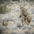 Рюкзак Helikon-Tex Ratel Mk2. Cordura 500D. 25 л. Койот 3