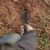 Ніж SOG Rip Tide 6.5" 9