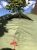 Палатка двухместная Pinguin Gemini 150, Green 13