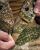 Полевые шорты "ALTITUDE" Varan camo Pat.31143/31140 16