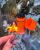 Спички Base Camp Stormproof Matches, 20 шт 16
