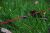 Палатка трехместная Pinguin Tornado 3, Green 15