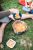 Миска Tribe Collapsible Bowl 600 мл силіконова, Темно-зелений 8